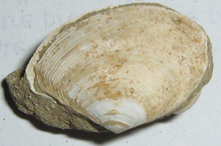 Tellina serrata (Brocchi, 1814) - Pliocene - Toscana